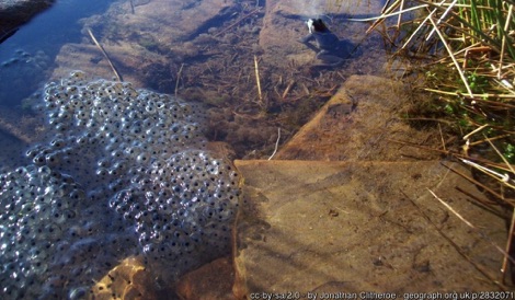 Frogspawn in a pond